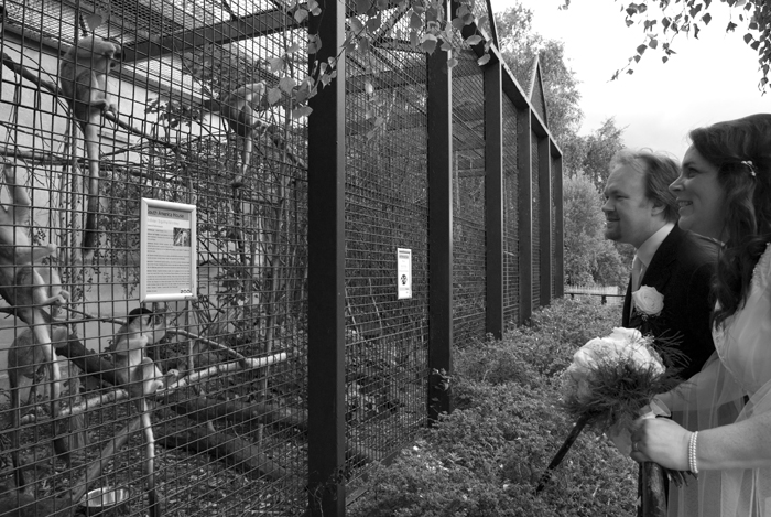 The bride and groom stop to look at the monkeys as they walk through the grounds of Dublin Zoo following their wedding ceremony 